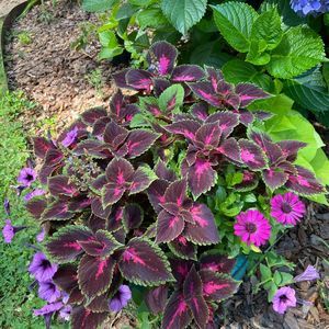 Meet your Posher, Susan